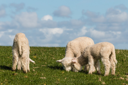 three little lambs grazingの写真素材