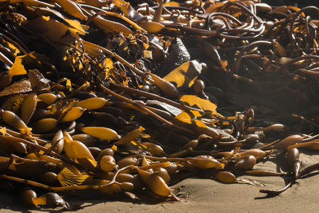 kelp rotting on beachの写真素材