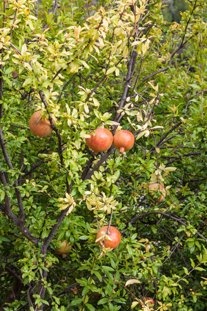 pomegranate tree with unripe fruitの写真素材