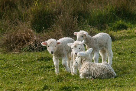 flock of newborn lambsの写真素材
