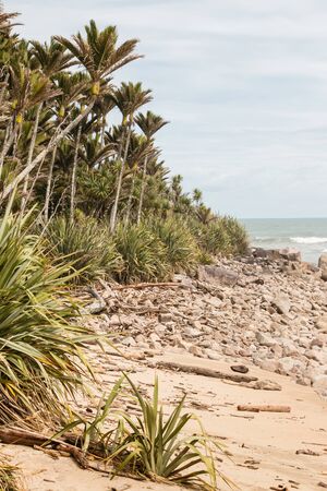 Nikau palms growing on New Zealand coastの写真素材