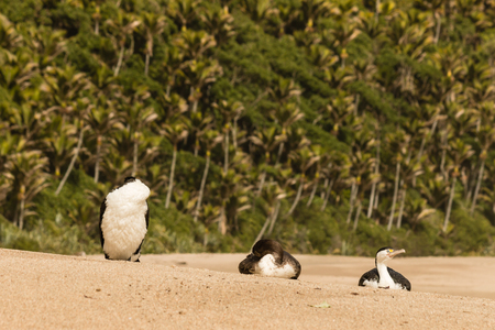 Australian pied cormorants resting on sandy beachの写真素材