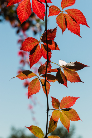 close up of colorful vine climber leavesの写真素材