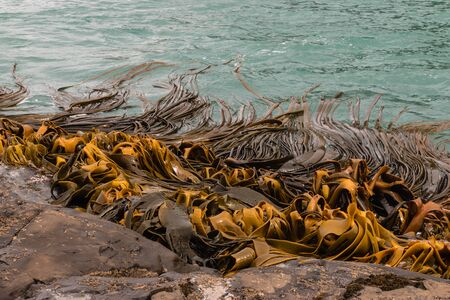 giant kelp waving in seaの写真素材