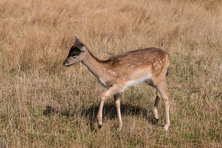 red deer fawn on grassy meadowの写真素材