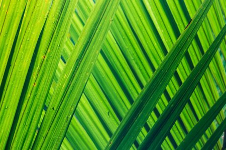 close up of backlit palm fronds with rain dropsの写真素材