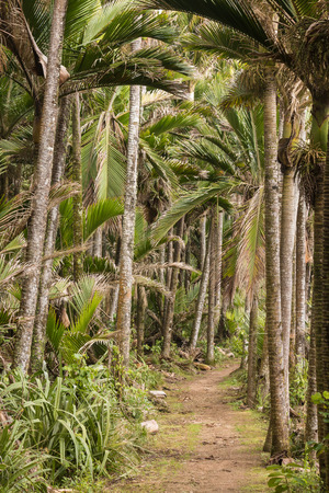 track in Nikau palms rainforestの写真素材