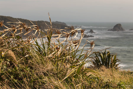 blades of grass in wind above West Coast in New Zealandの写真素材