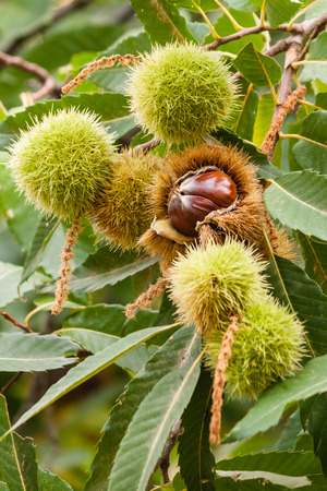sweet chestnuts husks and seedsの写真素材