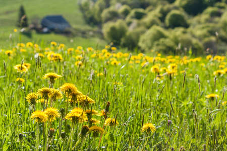 close up of meadow with dandelionsの写真素材