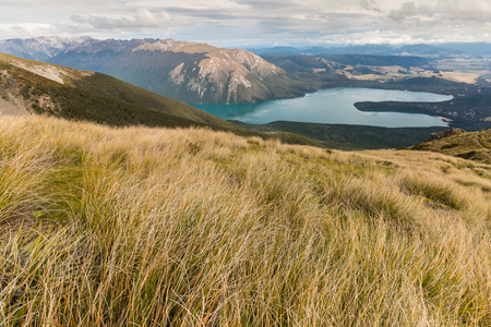 tussock growing on slopes above lake Rotoitiの写真素材
