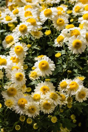 bunch of white chrysanthemumsの写真素材