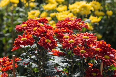red and yellow chrysanthemumsの写真素材