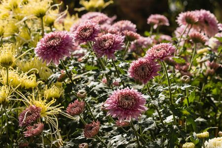 pink chrysanthemum flowersの写真素材