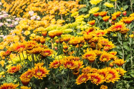 detail of colorful chrysanthemum flowersの写真素材