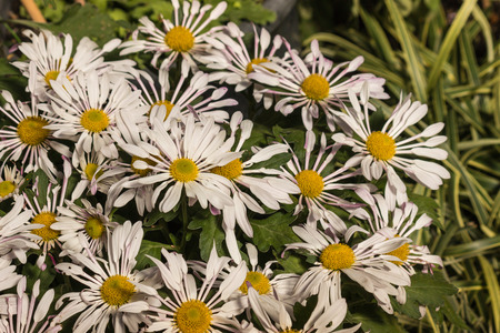 close up of pink chrysanthemumsの写真素材