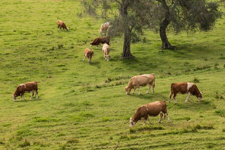 herd of cows grazing on meadowの写真素材