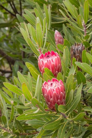 close up of pink protea shrubの写真素材