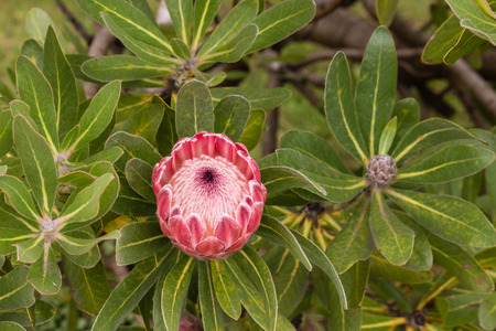 close up of Protea neriifolia flower headの写真素材