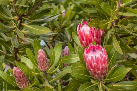 Protea neriifolia flowers and budsの写真素材