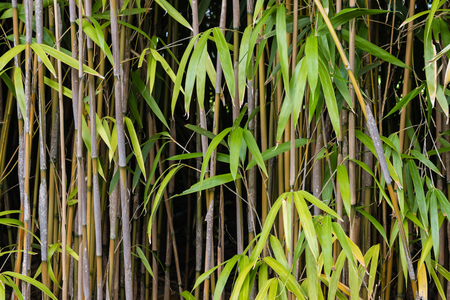 bamboo stalks and leavesの写真素材