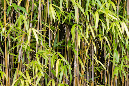 close up of bamboo stalks and leavesの写真素材