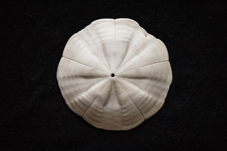sand dollar shell against black backgroundの写真素材