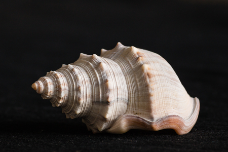 gastropod shell on black backgroundの写真素材