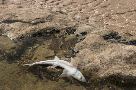 shark carcass lying on beachの写真素材