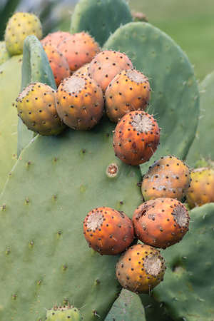 indian fig opuntia cactus with ripe fruitの写真素材