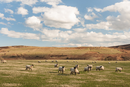 Suffolk sheep grazing on rolling hillsの写真素材