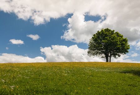 tree on meadow against blue sky with fluffy cloudsの写真素材