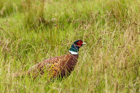 pheasant rooster hiding in grassの写真素材