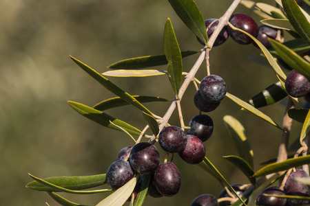 close up of ripe black olivesの写真素材