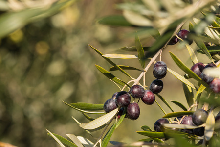 ripening black olivesの写真素材