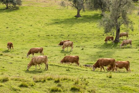brown cows grazing on meadowの写真素材