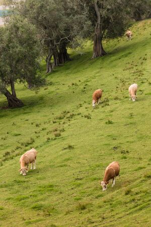 cows grazing on grassy slopeの写真素材