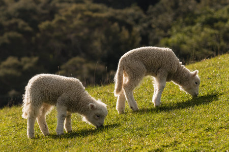 two lambs grazing on meadow