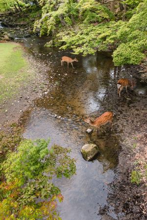 deer drinking water in forest streamの写真素材
