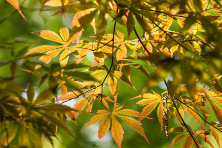 sunlit Japanese maple leaves