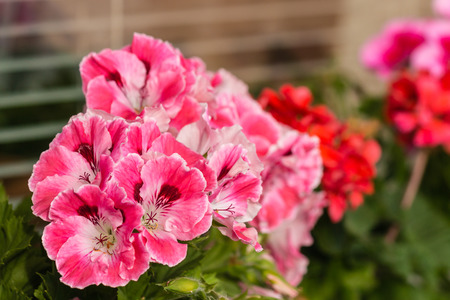 multicolored geraniums in bloomの写真素材