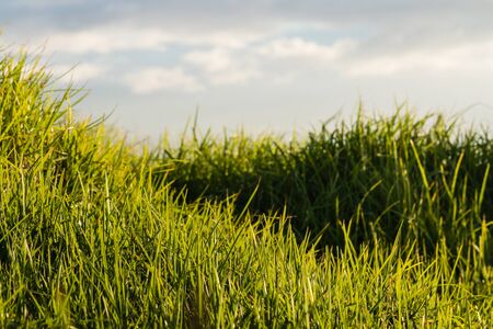 close up of grass bladesの写真素材