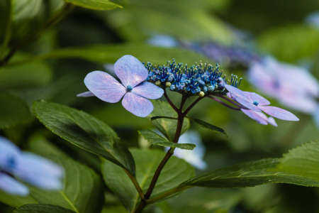 blue hortensia flowersの写真素材