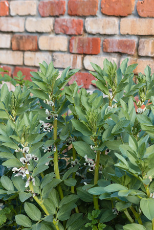 broad bean plants growing in vegetable gardenの写真素材