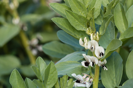 closeup of broad bean flowers and leavesの写真素材