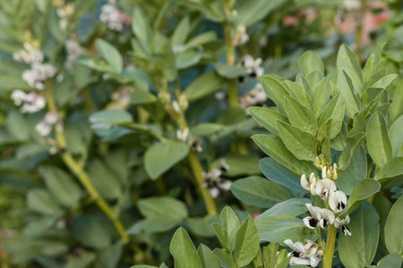 faba bean plant in bloom