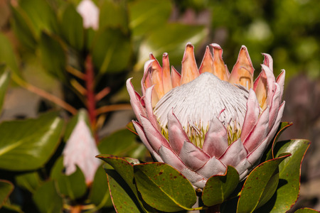 Kind protea flower and budsの写真素材