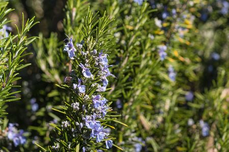 close up of blue rosemary flowersの写真素材