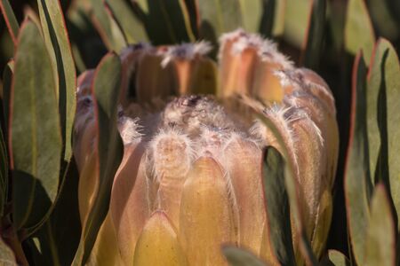 closeup of pale protea budの写真素材