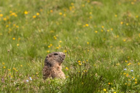 alpine marmot on meadowの写真素材